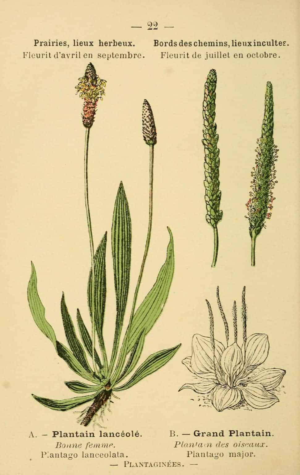 Parts of the narrowleaf plantain (Plantago lanceolata).