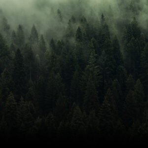 Woodland Serenity
