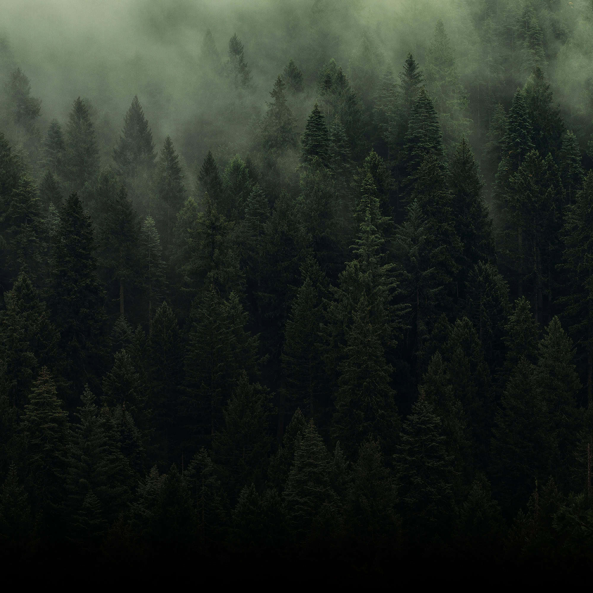 Woodland Serenity