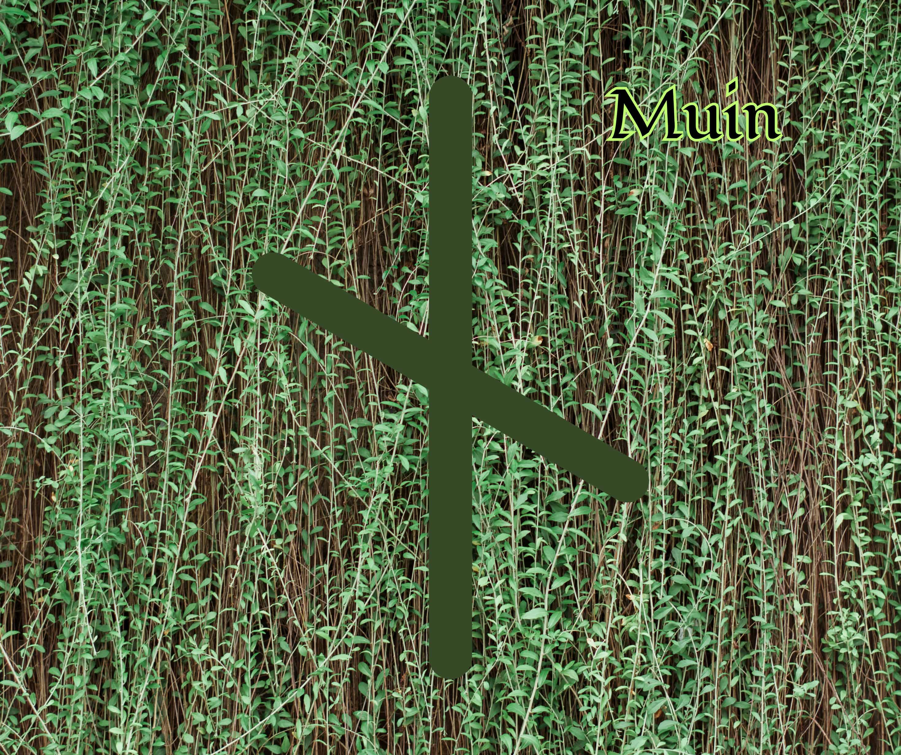 Muin (Vine)