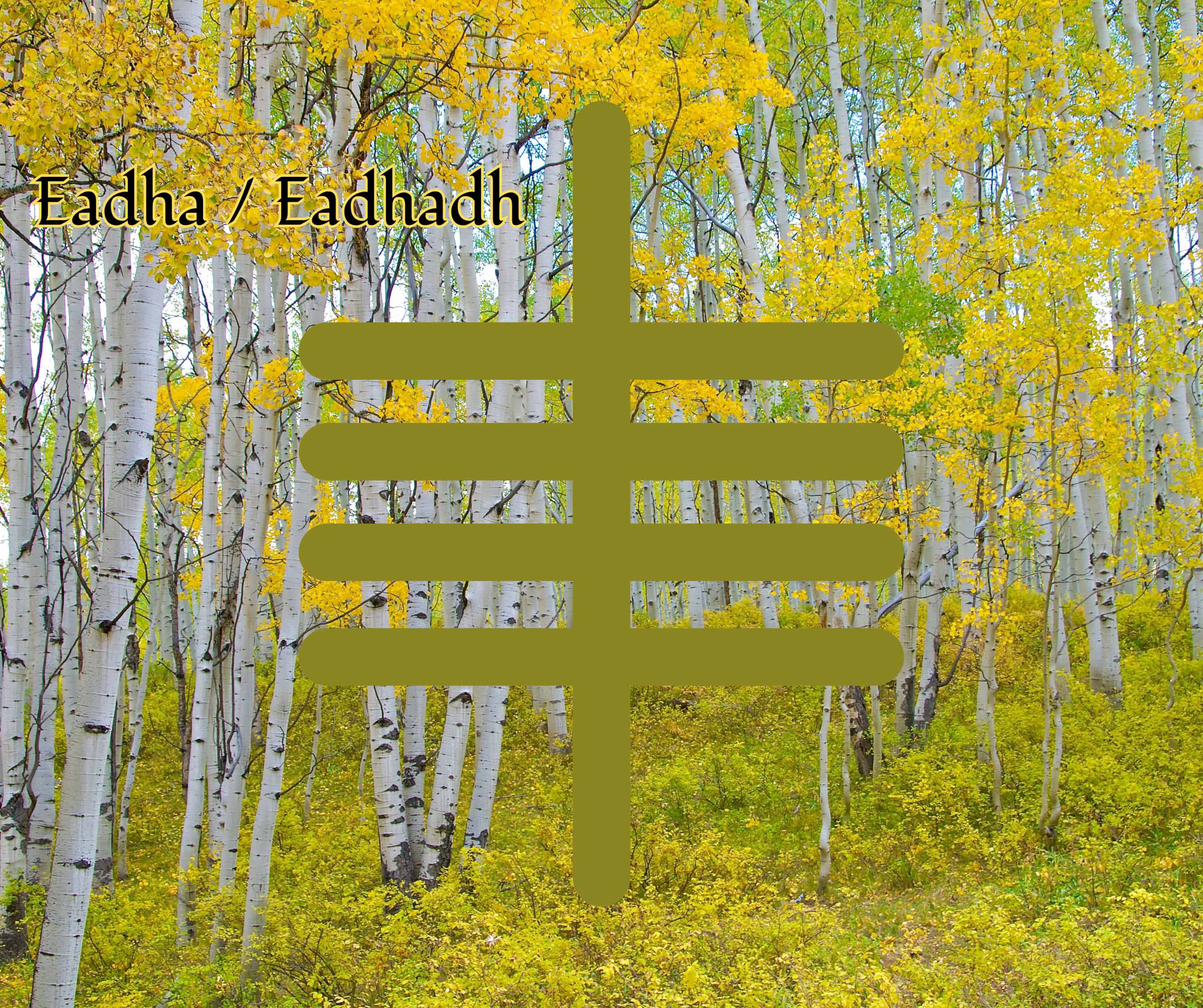 Eadha (Aspen)