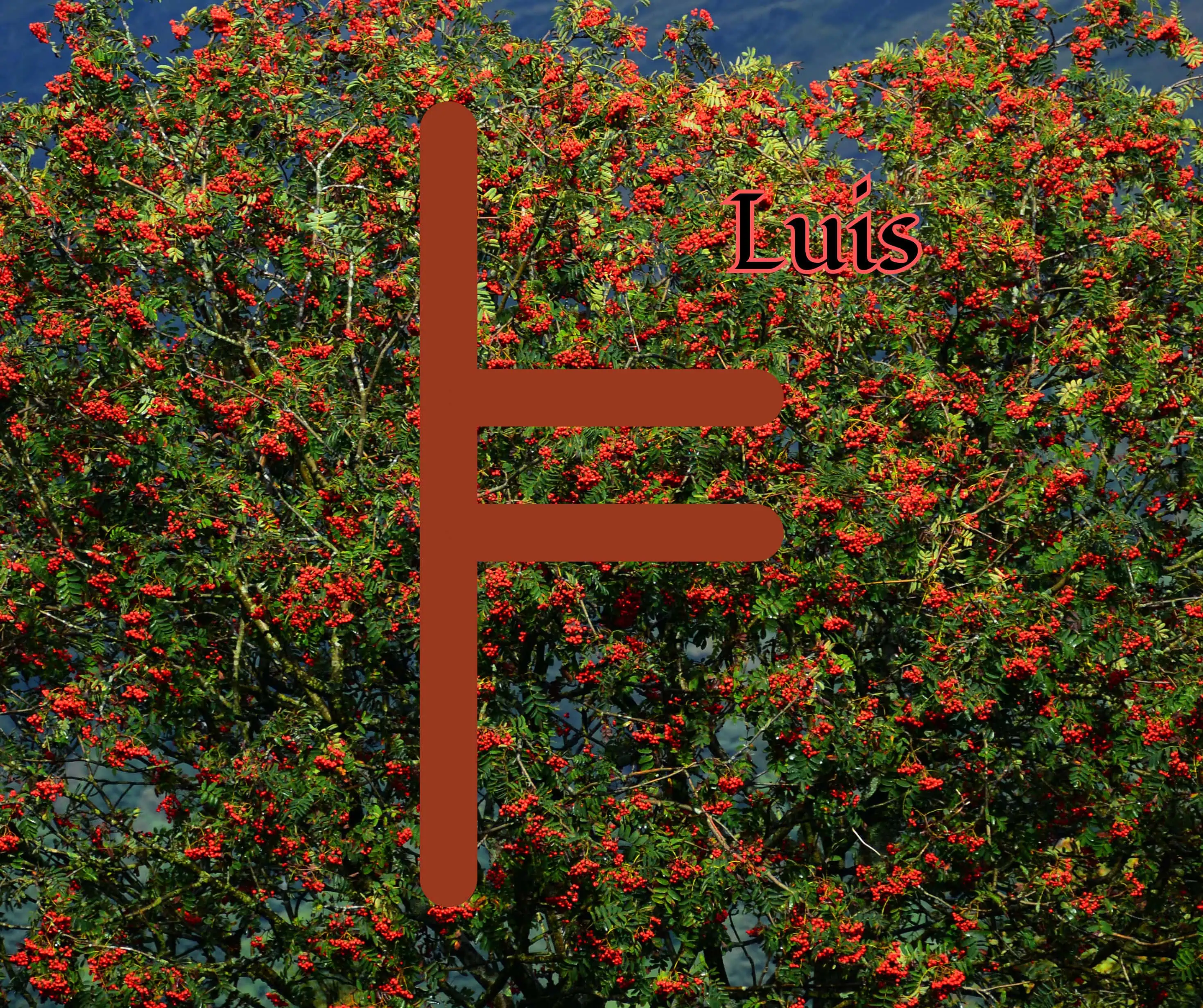 Luis (Rowan)