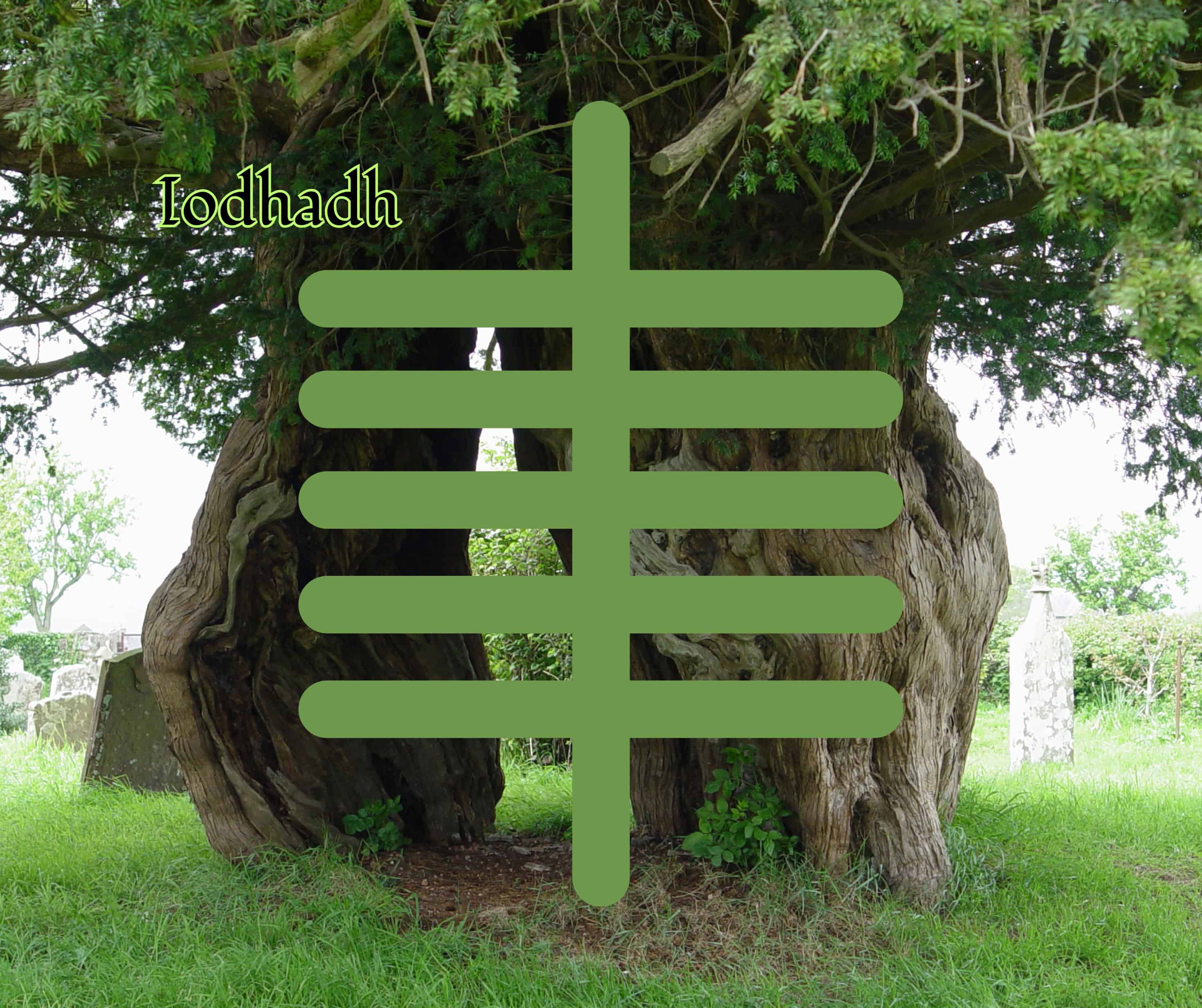 Iodhadh (Yew)