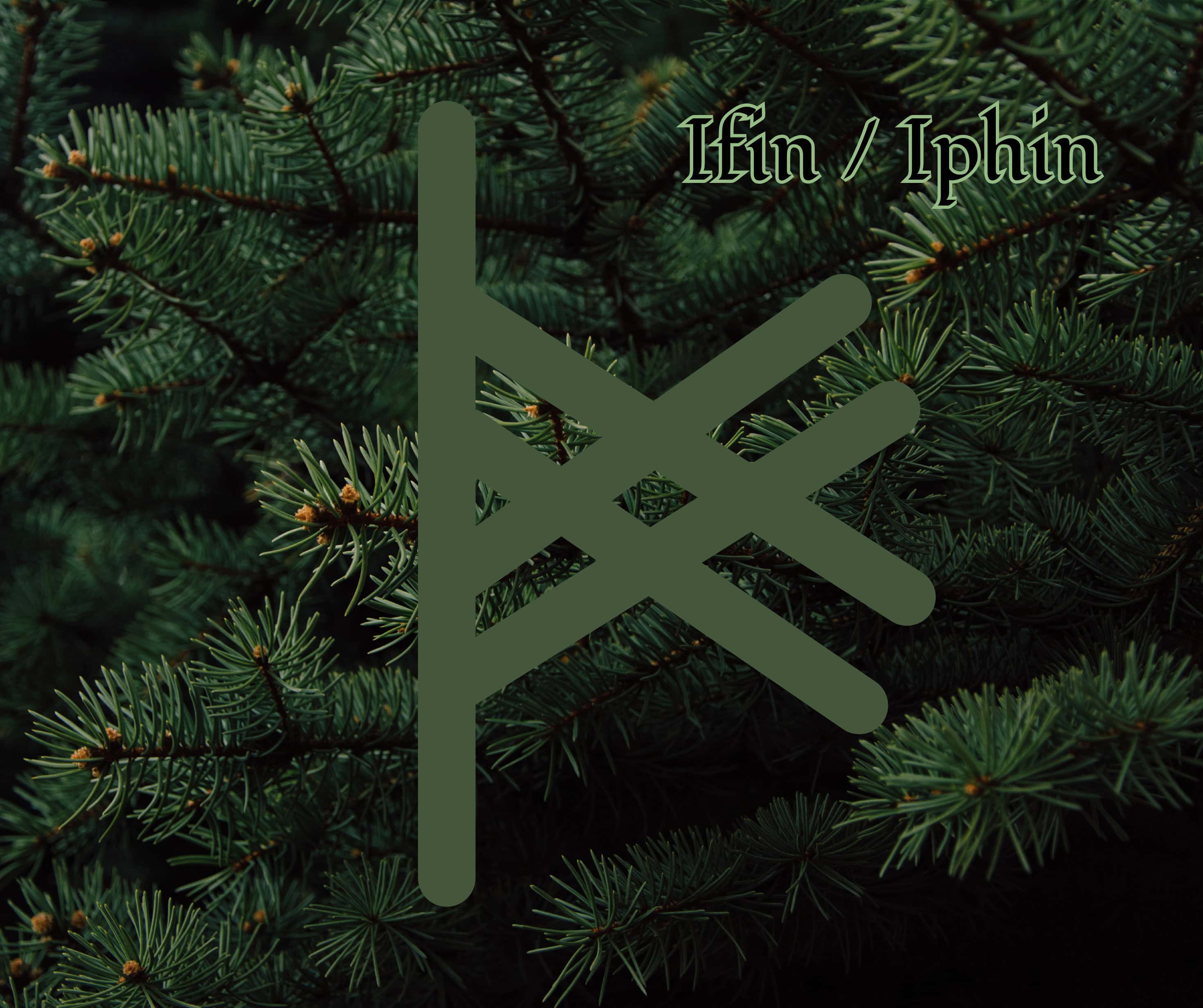 Ifin (Pine)