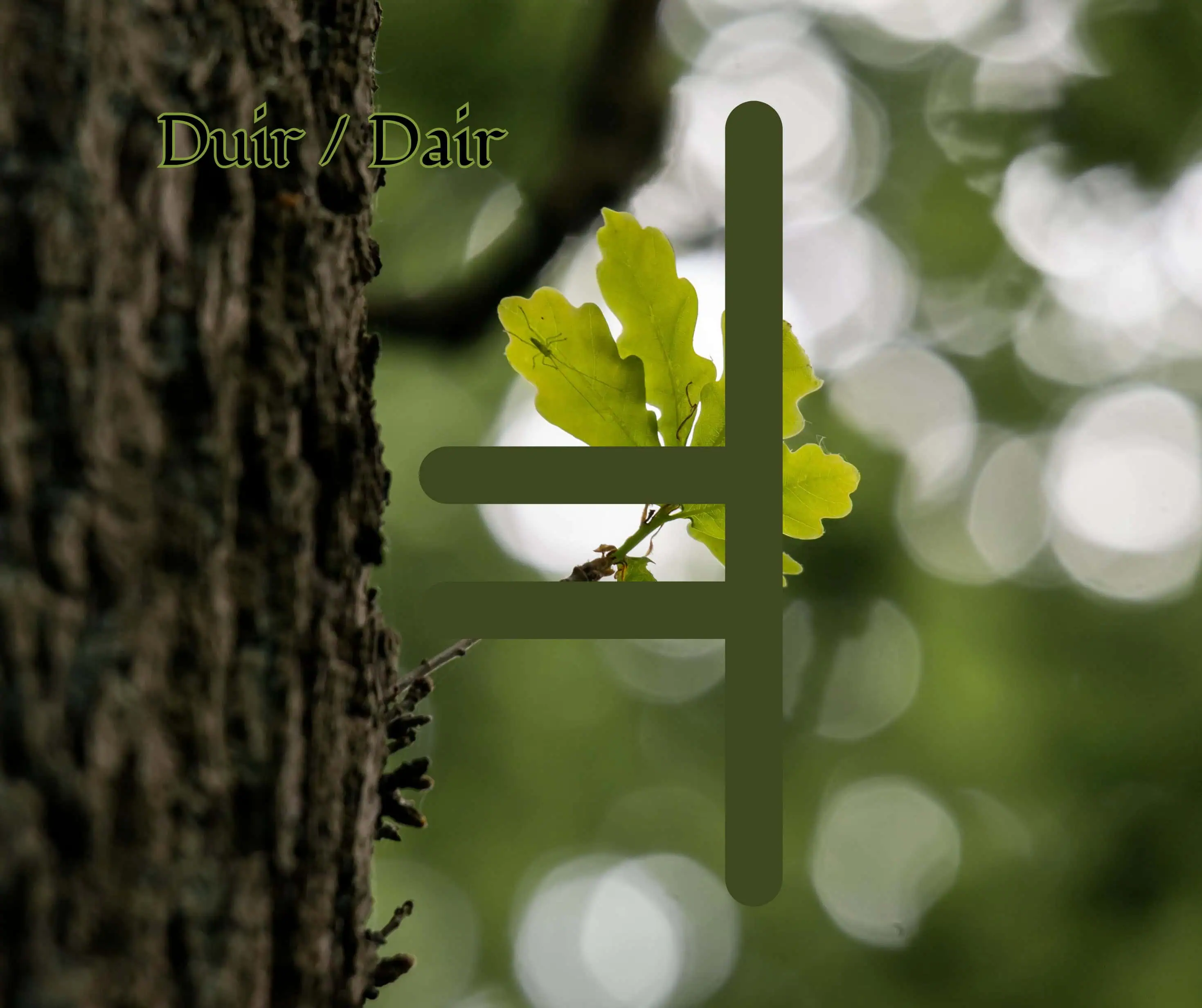 Duir (Oak)