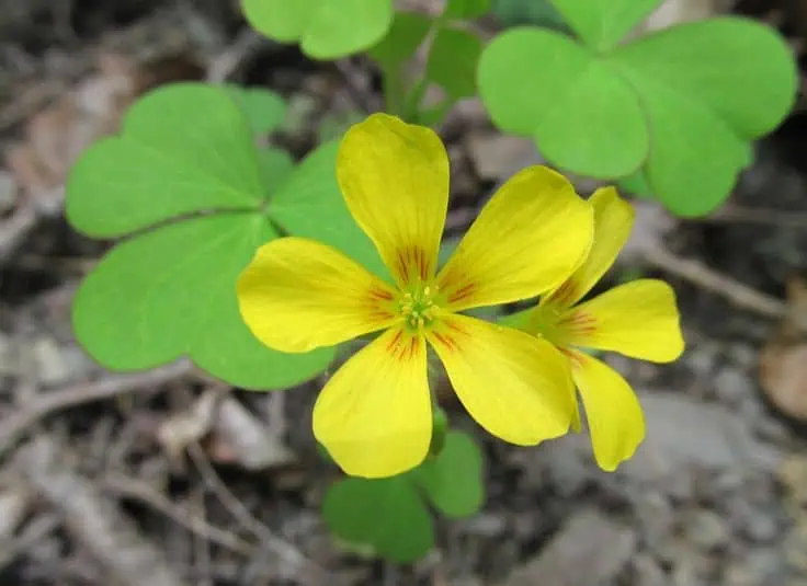 Oxalis debilis_Large Yellow Wood Sorrel