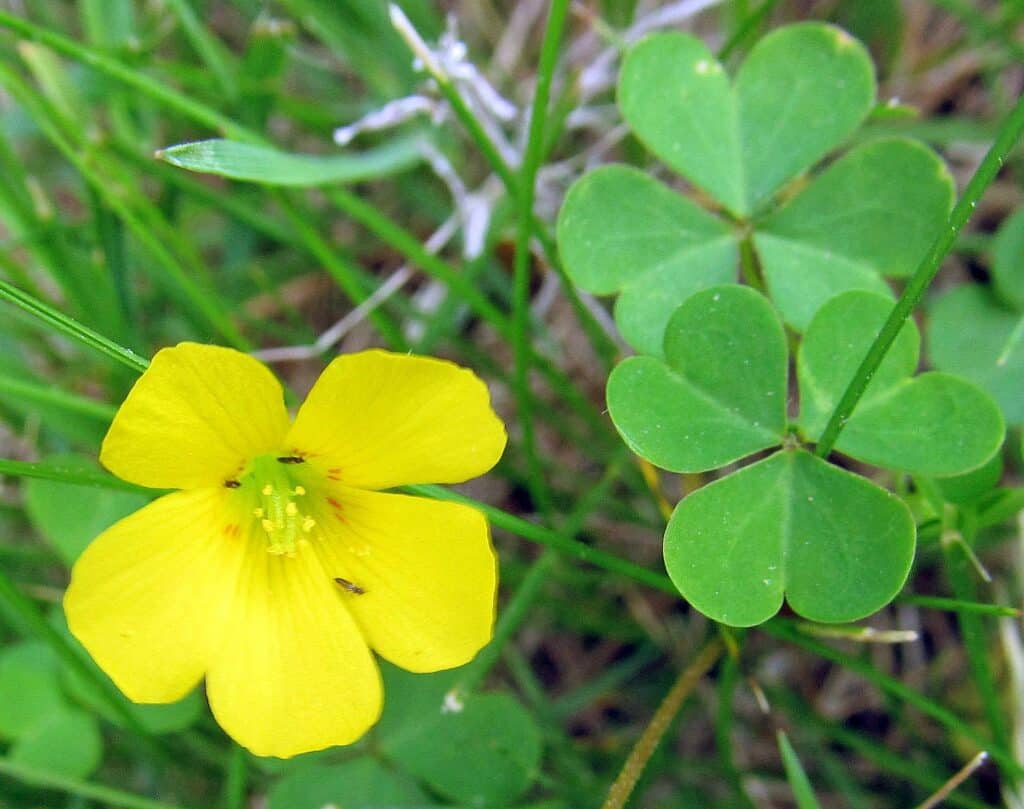 Oxalis stricta_Yellow Wood Sorrel