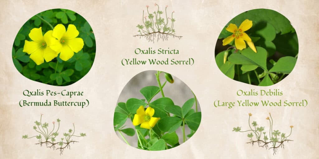 Wood Sorrel Trio