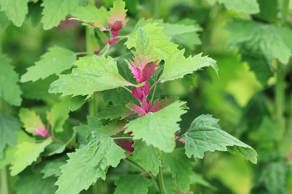 Chenopodium giganteum
