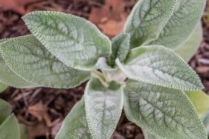 Lambs Quarter