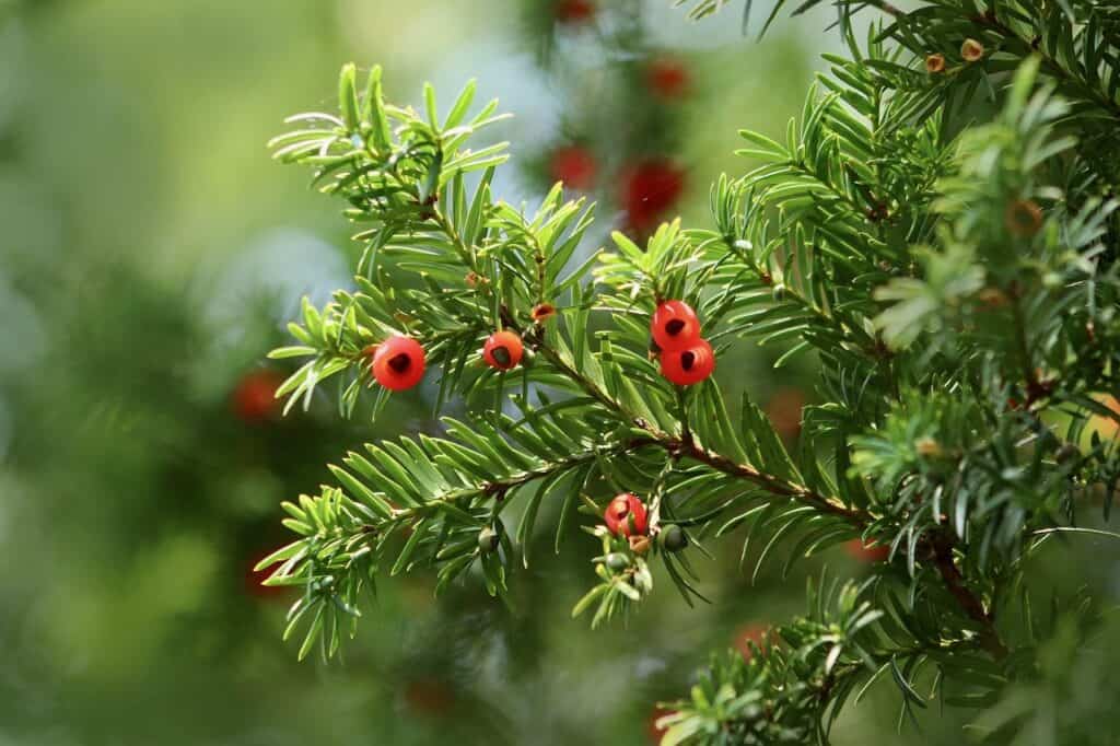 YEW detailed breakdown