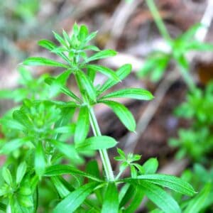 Cleavers_Galium aparine