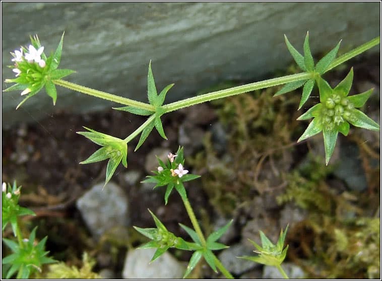 Field Madder_Sherardia arvensis