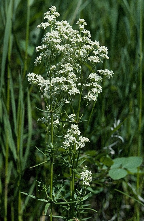 Northern Bedstraw_Galium boreale