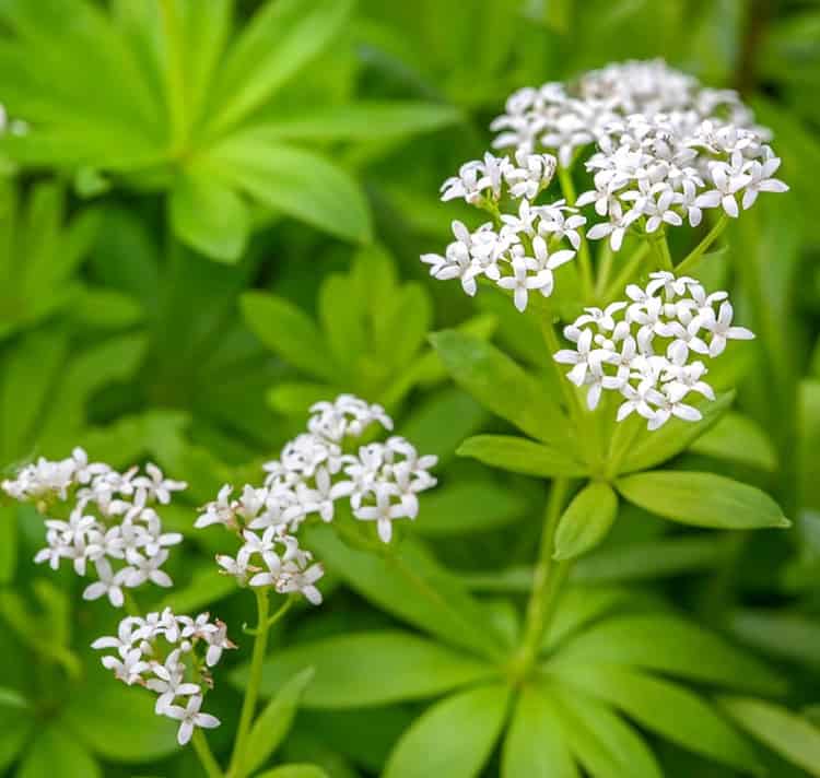 Sweet Woodruff_Galium odoratum