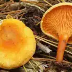 Hygrophoropsis aurantiaca