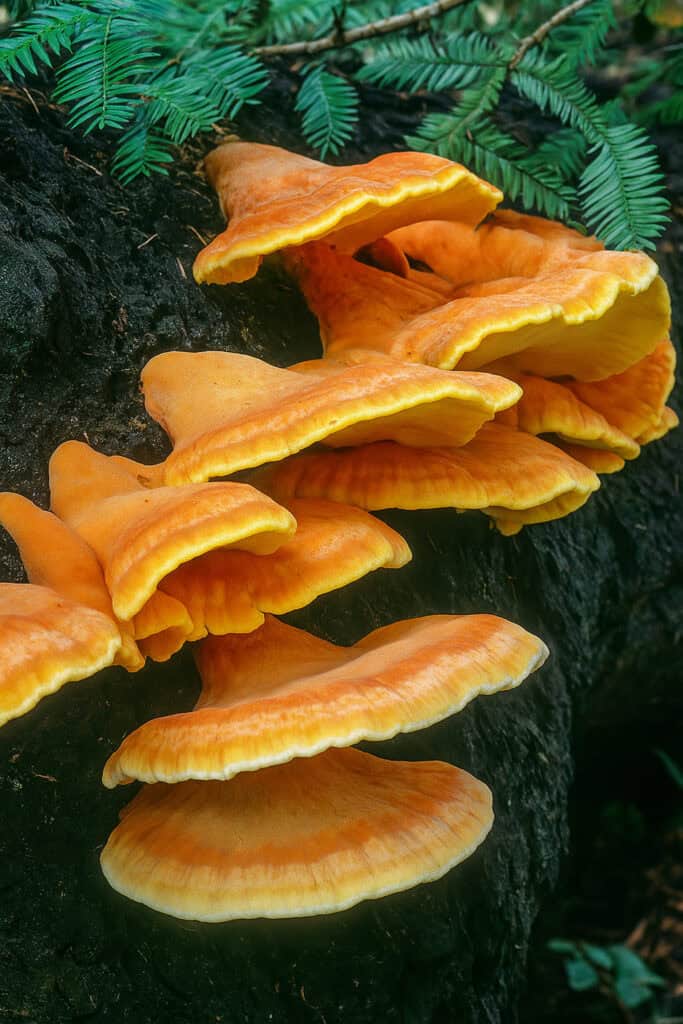 Laetiporus conifericola (Chicken of the Woods on Conifers)