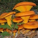 Omphalotus olearius
