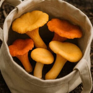 featured_chanterelles